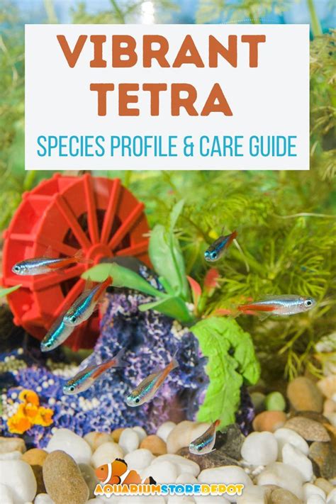 Types Of Tetras – 21 Of The Best (With Pictures!) .